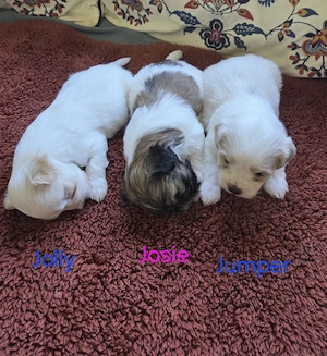 Reinrassige Havaneser-Welpen 