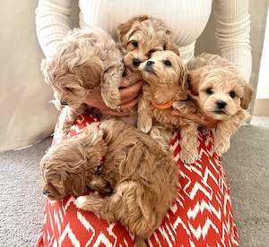 Süße Maltipoo-Welpen - bereit für ihr neues Zuhause 
