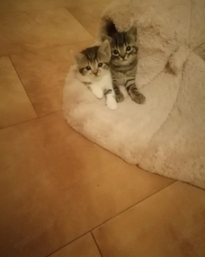 Baby Katze in liebevollen Händen abzugeben   