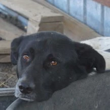 Dean ca. ca. 53 cm   Der Warmherzige