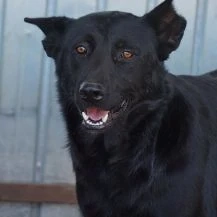 Walter L ca. 55 cm   Sehnt sich nach Liebe