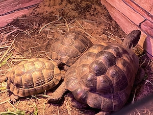 Maurische LS adultes Weibchen