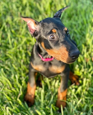 Wunderschöne Dobermann Welpen!