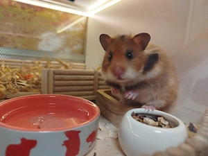 Goldhamster   Teddyhamster