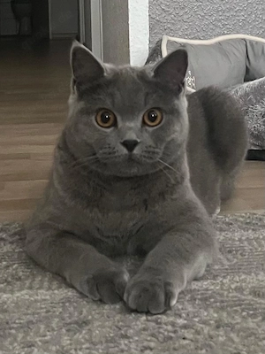 BKH Katze weiblich unkastriert