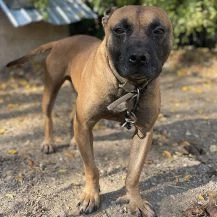 Donald B ca. 43 cm   sucht seine Menschen