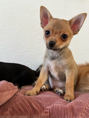 Pomchi Welpen Pomerian Zwergspitz Chihuahua