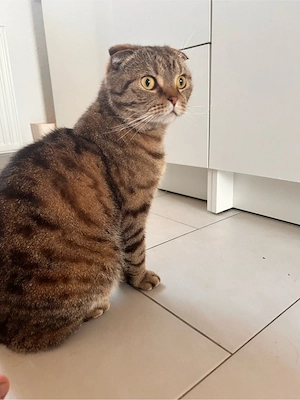 Britisch Kurzhaar Kater