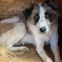 Rilana ca. 48 cm   mit dem neugierigen Blick