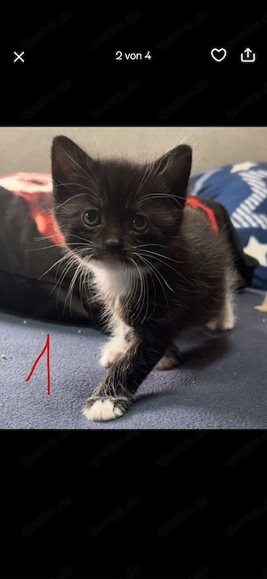 2 Kleine Kätzchen abzugeben