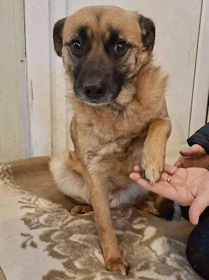 Arko   sensibler Rüde sucht ruhigen Neuanfang