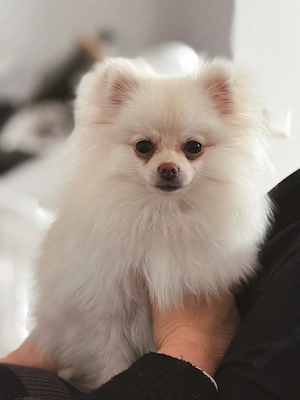 Pomeranian Zwergspitz