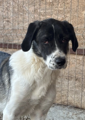 Ida H ca. 55 cm   die sanfte Seele