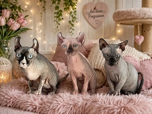 Liebevolle Sphynx- & Elfensphynx-Katzen abzugeben   MIT Tasthaaren