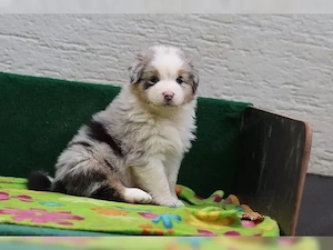 Australian Shepherd Welpen!!