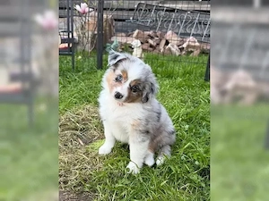 Reinrassige Australian Shepherd Welpen!!