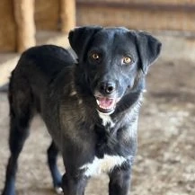 Bonito ca. 45 cm   ein sanfter Typ