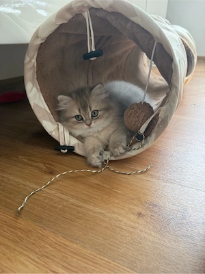 BLH Kitten sucht liebevolles Zuhause ab dem 17.04.2026