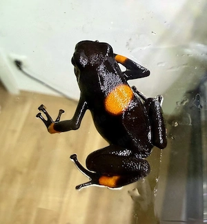 Dendrobaten, Oophaga, Ranitomeya, Phyllobates, Laubfrosch 