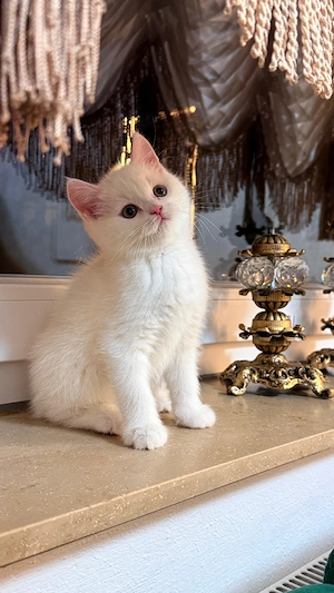 Wunderschöne Kätzchen suchen ein liebevolles Zuhause.