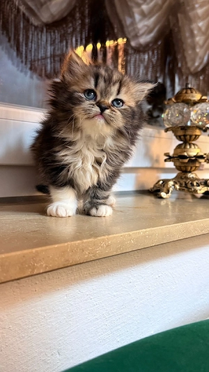 Katzen suchen ein Zuhause