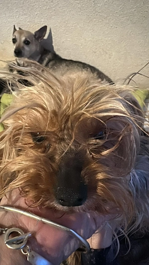 Wuschel, im wahrsten Sinne des Wortes Bild 5