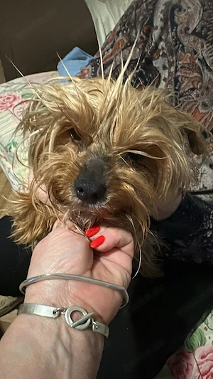 Wuschel, im wahrsten Sinne des Wortes Bild 9