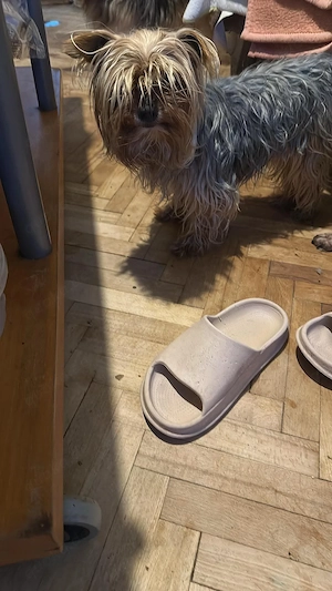 Wuschel, im wahrsten Sinne des Wortes Bild 6