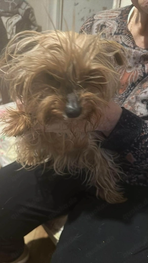 Wuschel, im wahrsten Sinne des Wortes Bild 10