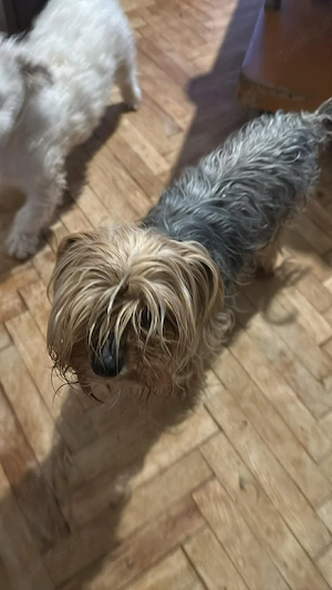 Wuschel, im wahrsten Sinne des Wortes Bild 2