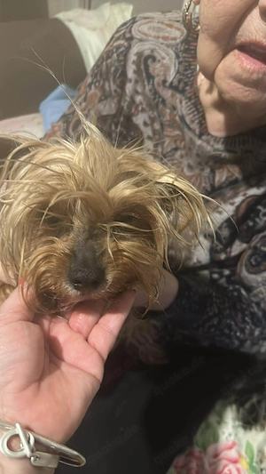 Wuschel, im wahrsten Sinne des Wortes Bild 8