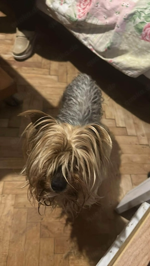 Wuschel, im wahrsten Sinne des Wortes Bild 7