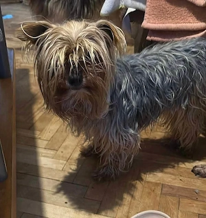 Wuschel, im wahrsten Sinne des Wortes