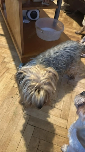 Wuschel, im wahrsten Sinne des Wortes Bild 4