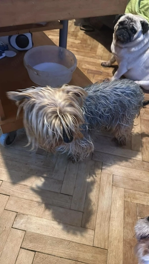 Wuschel, im wahrsten Sinne des Wortes Bild 3