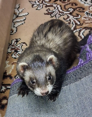 Suche Frettchen Fähe im Raum Aalen