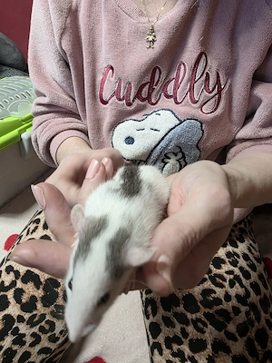 3 süße Rattenbabys jungs