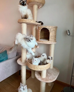 Süßes Kätzchen sucht Liebe