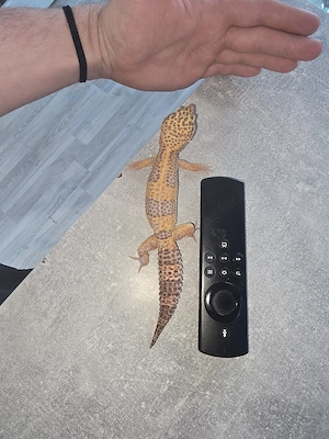 Wunderschöner Leopardgecko (Eublepharis macularius) - Ein kleiner Sonnenanbeter sucht neues Zuhause!