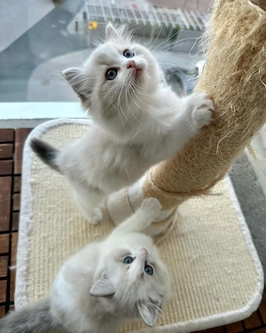 Darf ich vorstellen: ein entzückendes Ragdoll-Kätzchen!