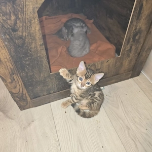 Reinrassige bengal Kitten mit Stammbaum 