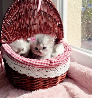 Zuckersüsse Reinrassige Bkh Kitten Bild 8