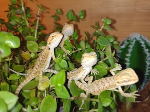 9 Süße Bartagamen Babys verschiedene Farben Zeichnungen suchen ein liebevolles zu Hause 