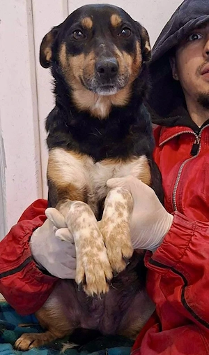 Liberty   fröhlich und verspielt