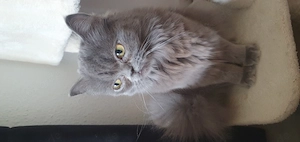 Katze 1 jahr langhaar 