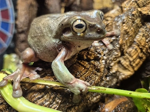 2 Korallenfingerfrösche