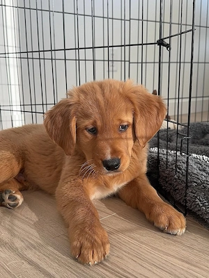 Sowohl männliche als auch weibliche Golden-Retriever-Welpen