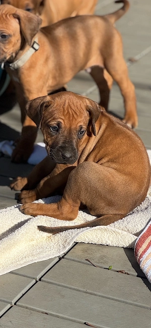 Rhodesian Ridgeback Welpen   reinrassig, 01.03. geboren, 5 Hündinnen & 4 Rüden