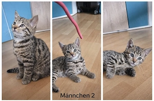 Bengal Mix Kitten ( nur noch die 2 suchen neues Zuhause)