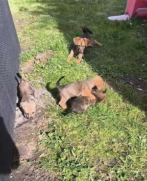 Süße Welpen suchen ein liebevolles Zuhause   (klein bleibend)